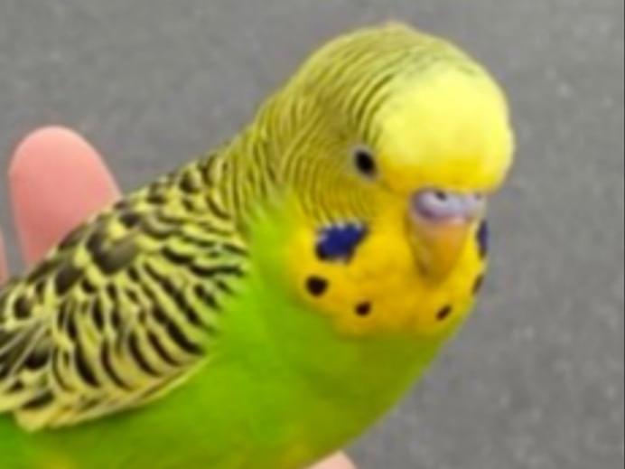 目撃された鳥 目撃された鳥