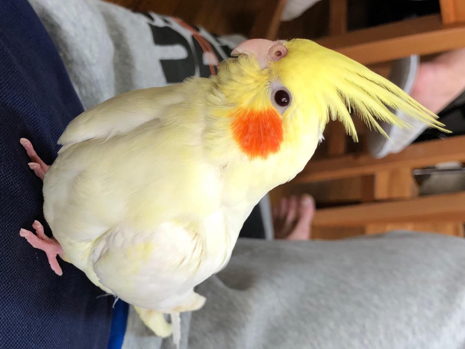 保護された鳥 保護された鳥