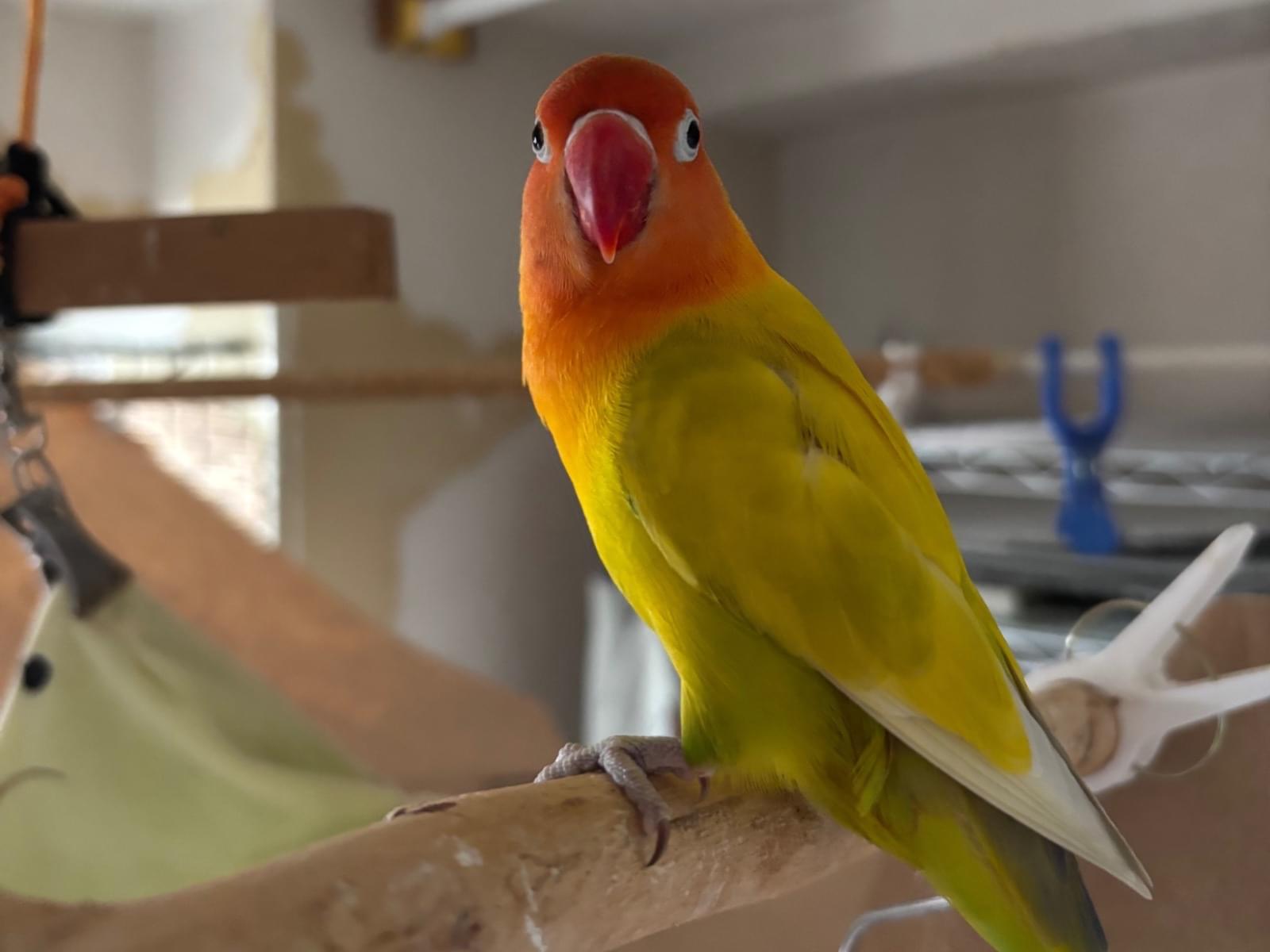 保護された鳥 保護された鳥