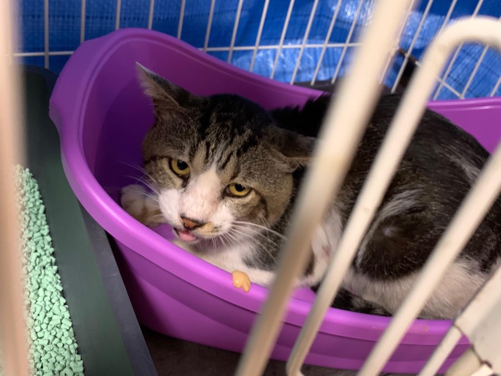 保護された猫 保護された猫