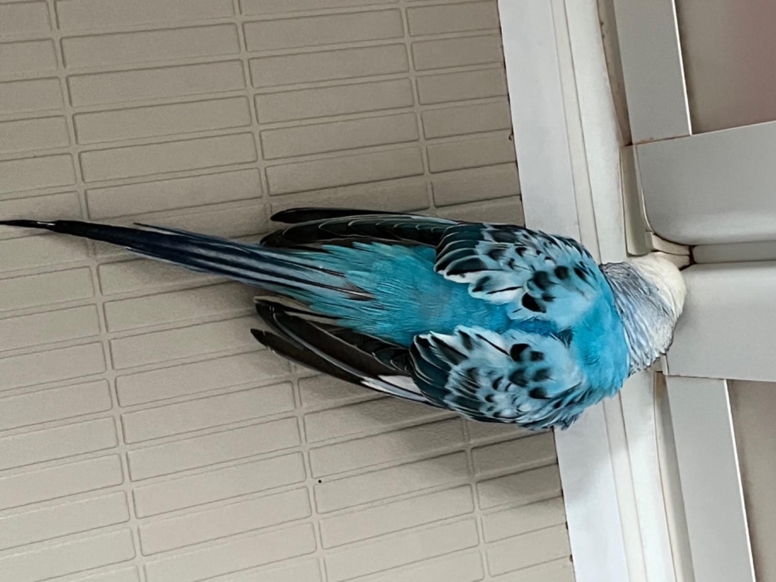 保護された鳥 保護された鳥