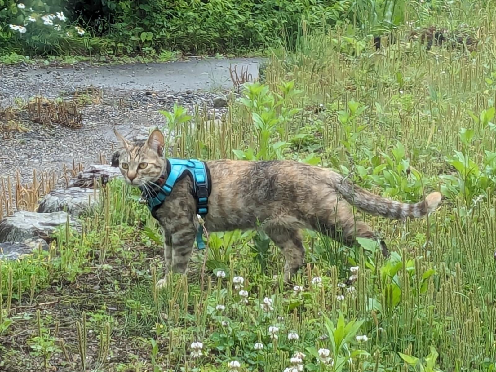 目撃された猫 目撃された猫