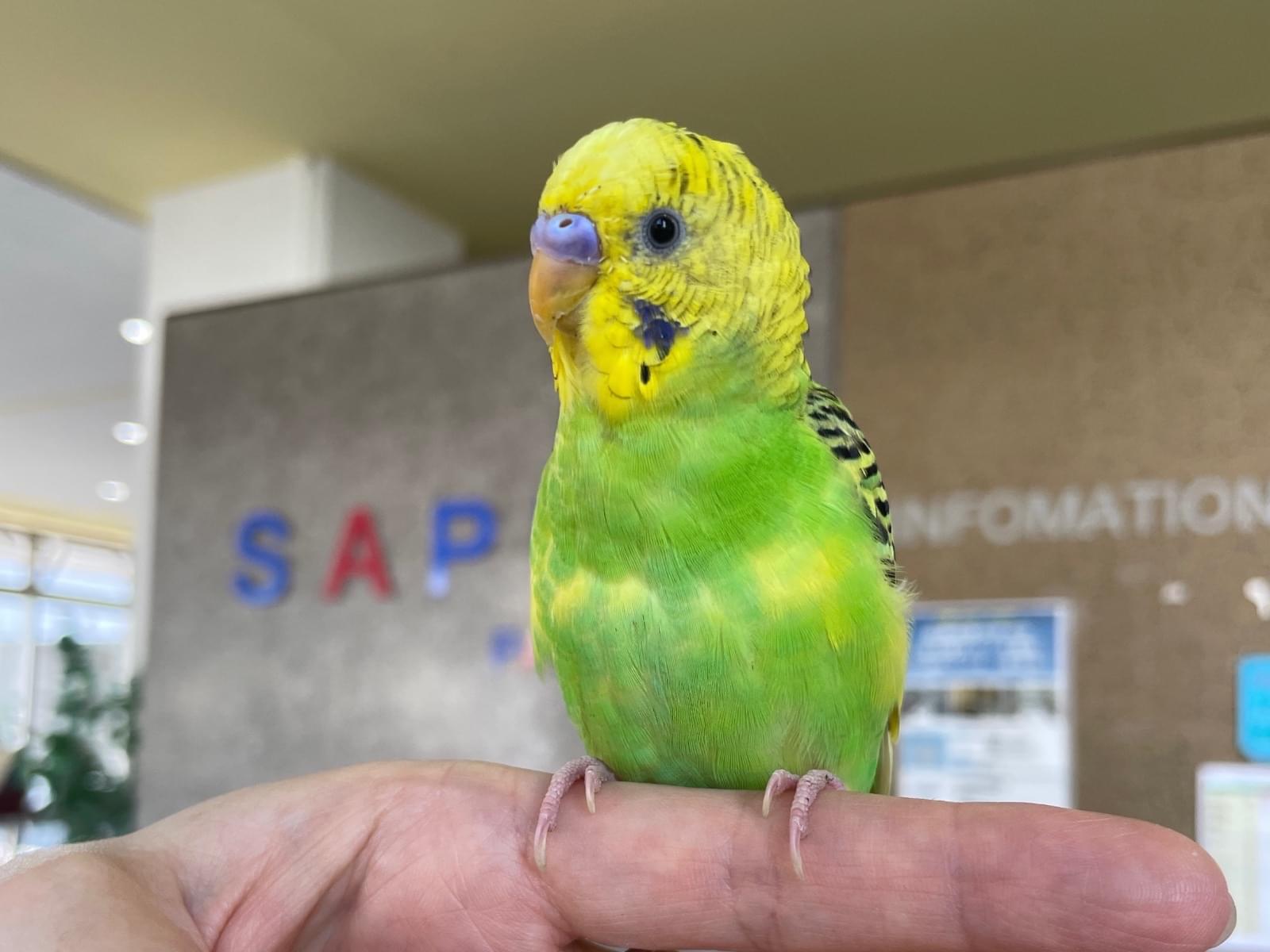 保護された鳥 保護された鳥