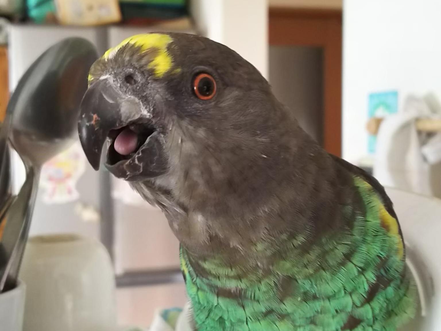 ぴーちゃん ぴーちゃん