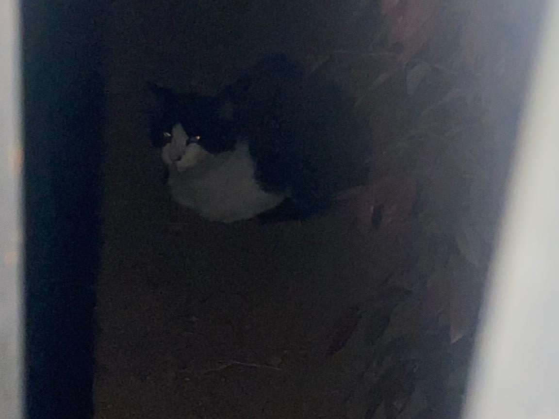 目撃された猫 目撃された猫