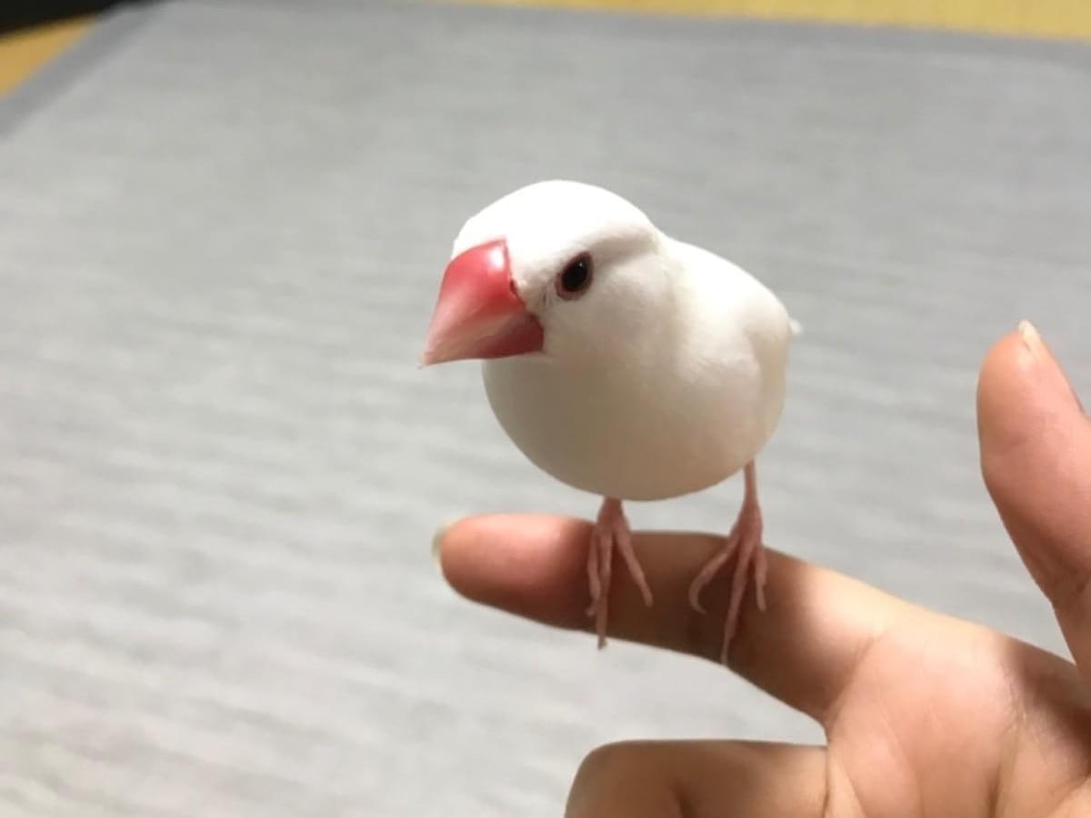 ぴーちゃん ぴーちゃん