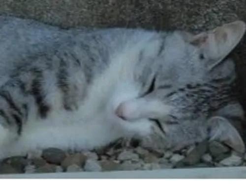 サバ白(薄いグレーと白)猫を探しています
