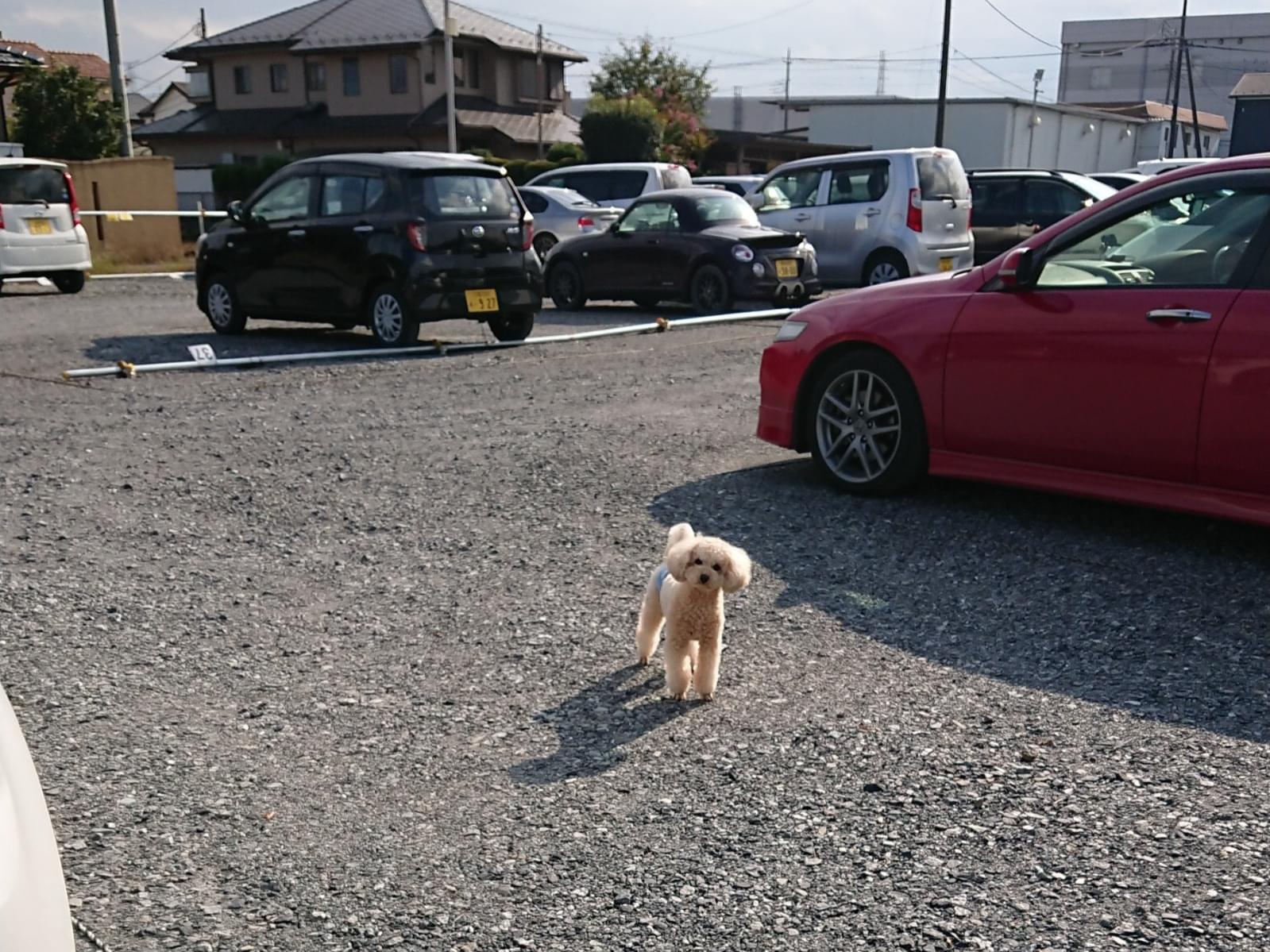 目撃された犬 目撃された犬