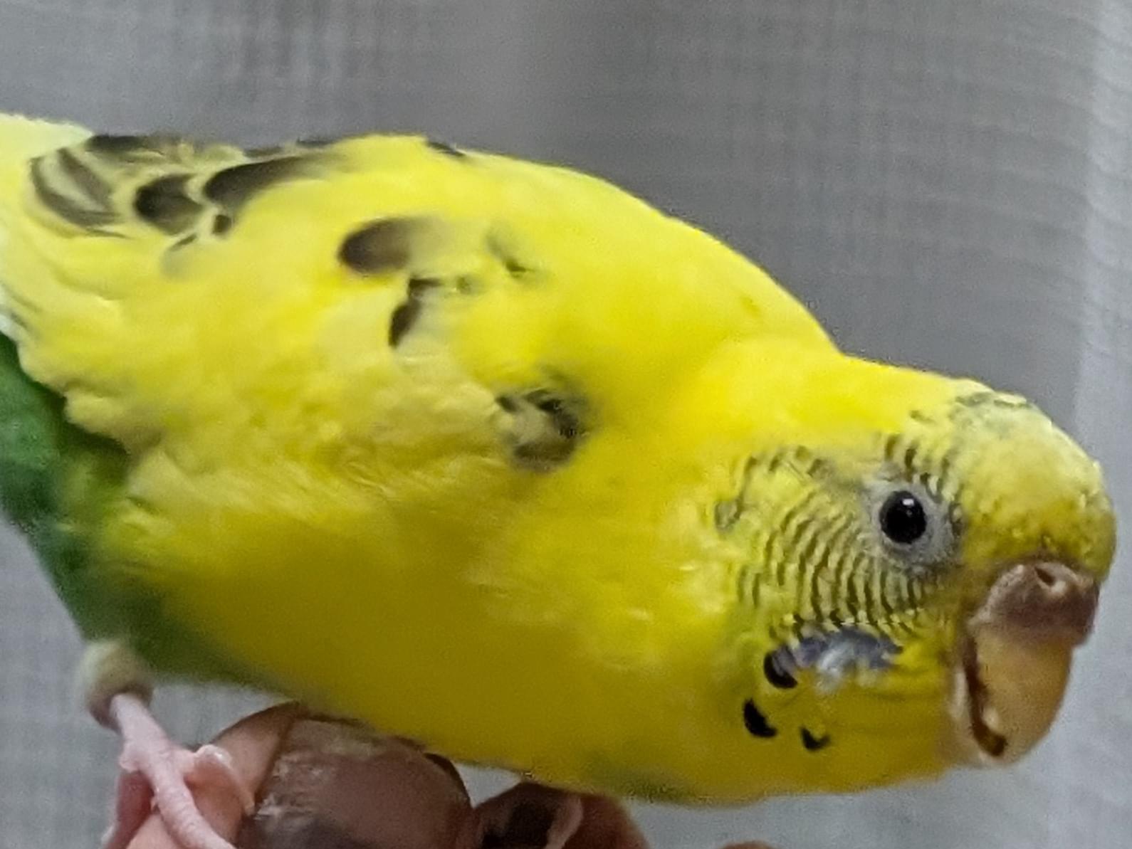 すーちゃん すーちゃん