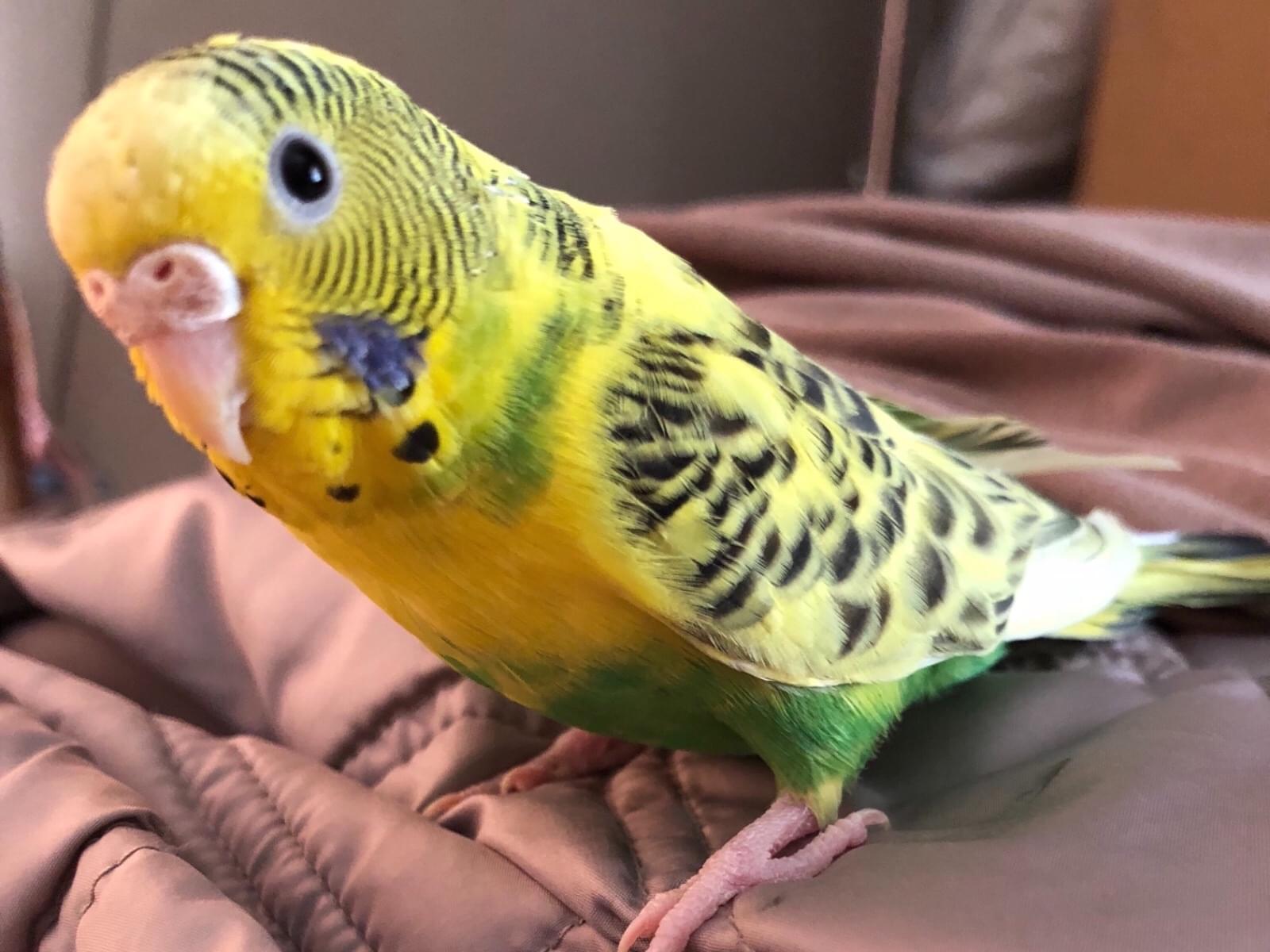 ラムちゃん ラムちゃん