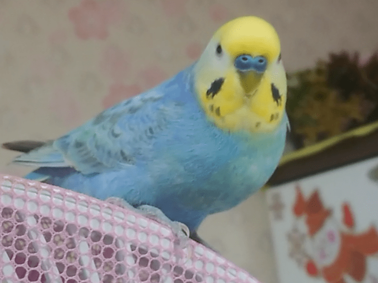 ももちゃん ももちゃん