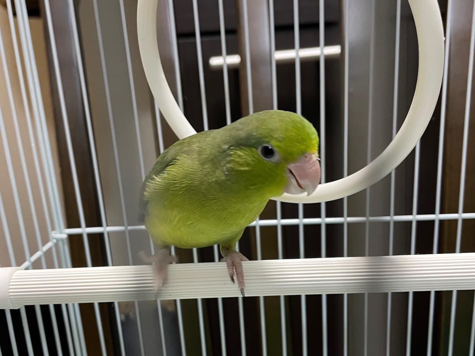 ワサビちゃん ワサビちゃん