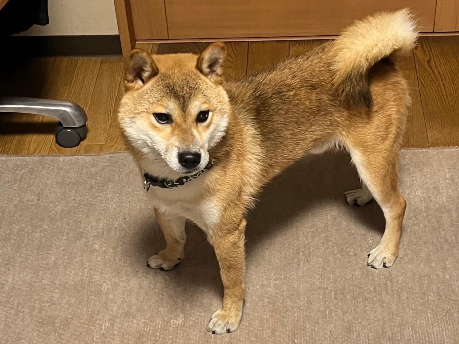 ななまるちゃん