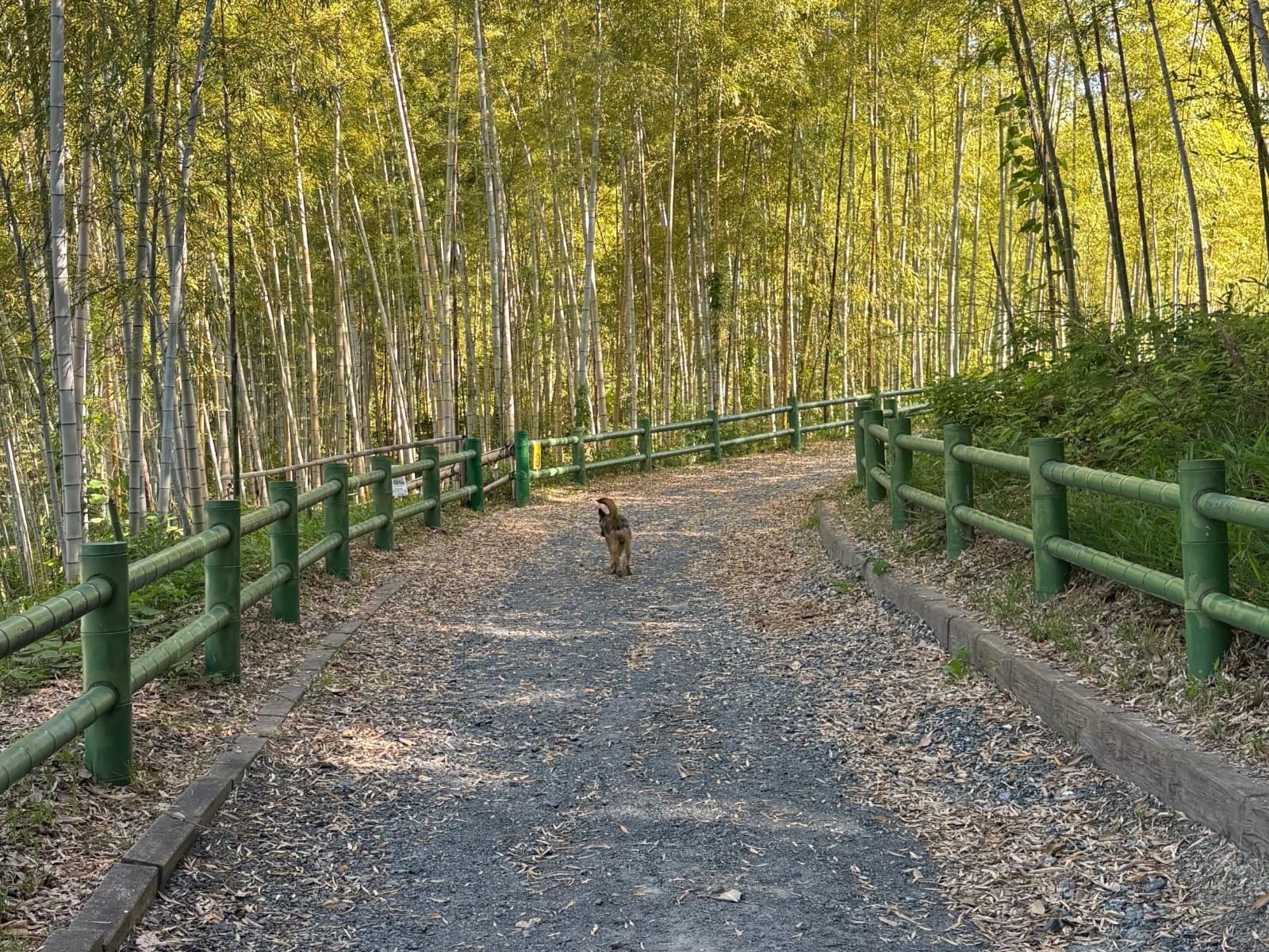 目撃された犬