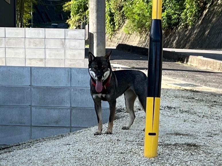 目撃された犬 目撃された犬