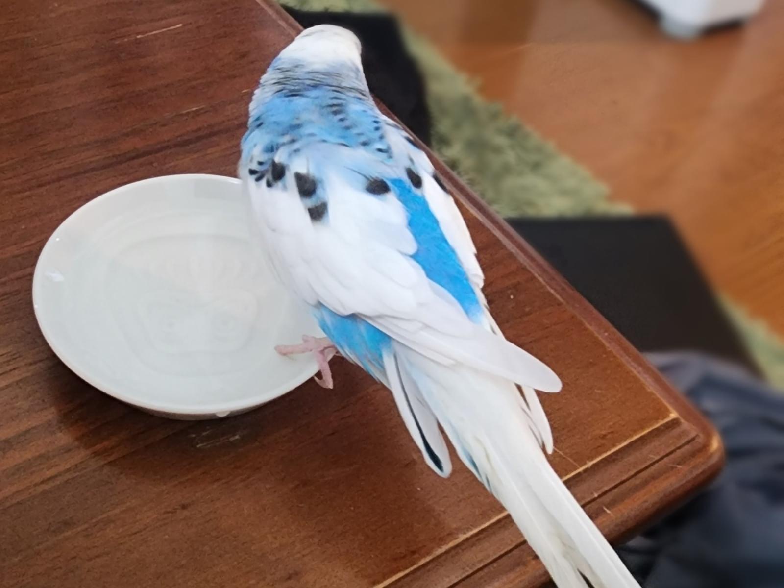 保護された鳥 保護された鳥