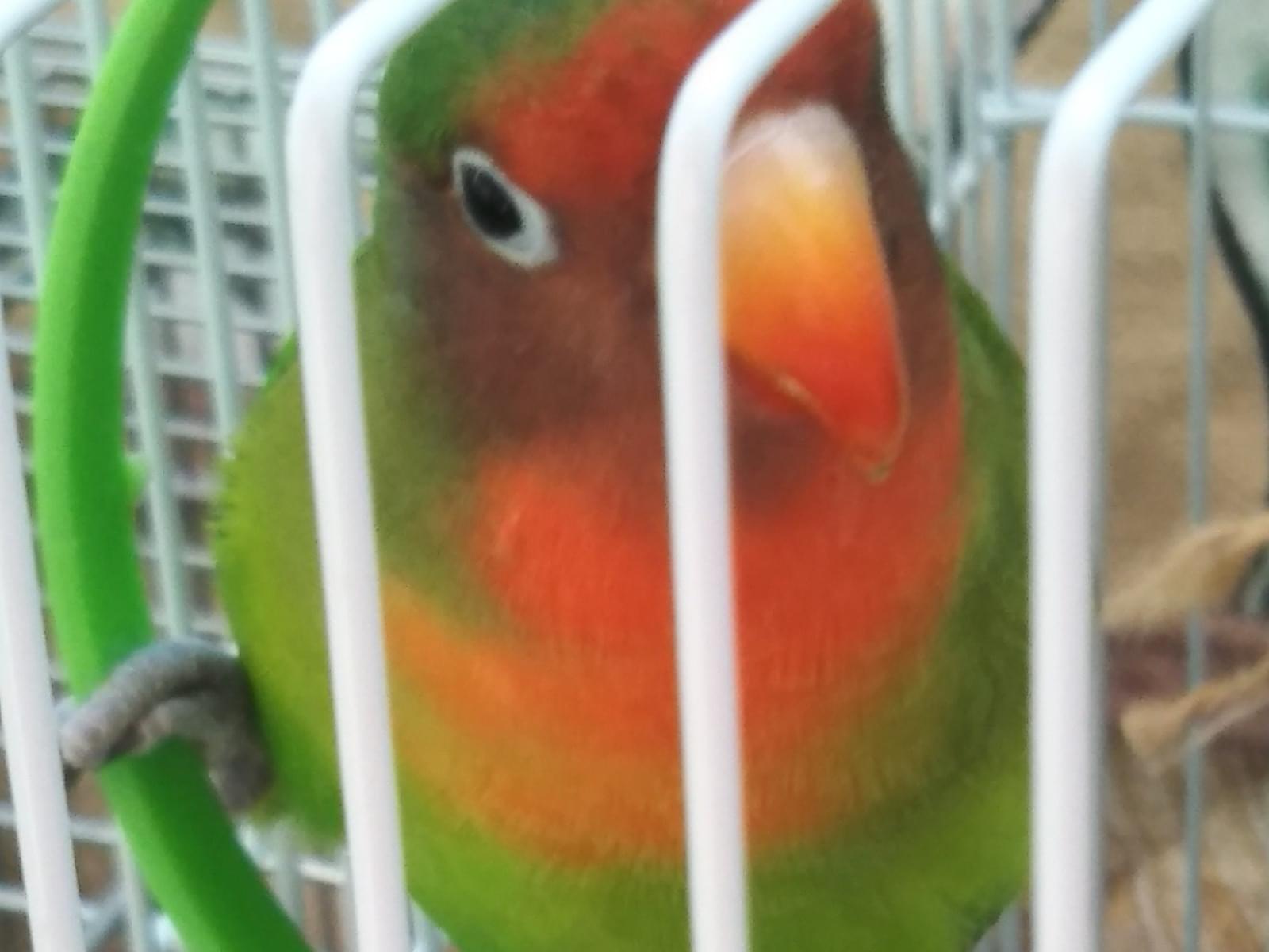 さくらちゃん さくらちゃん