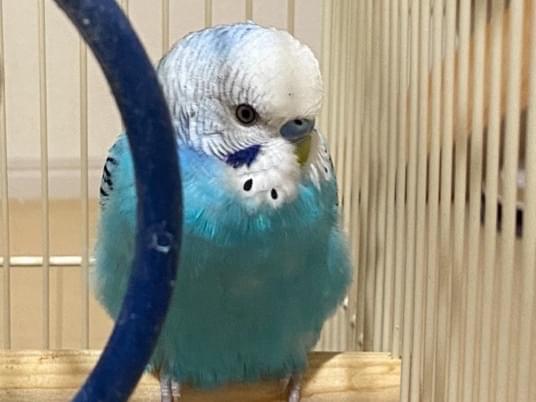 しょうちゃん しょうちゃん