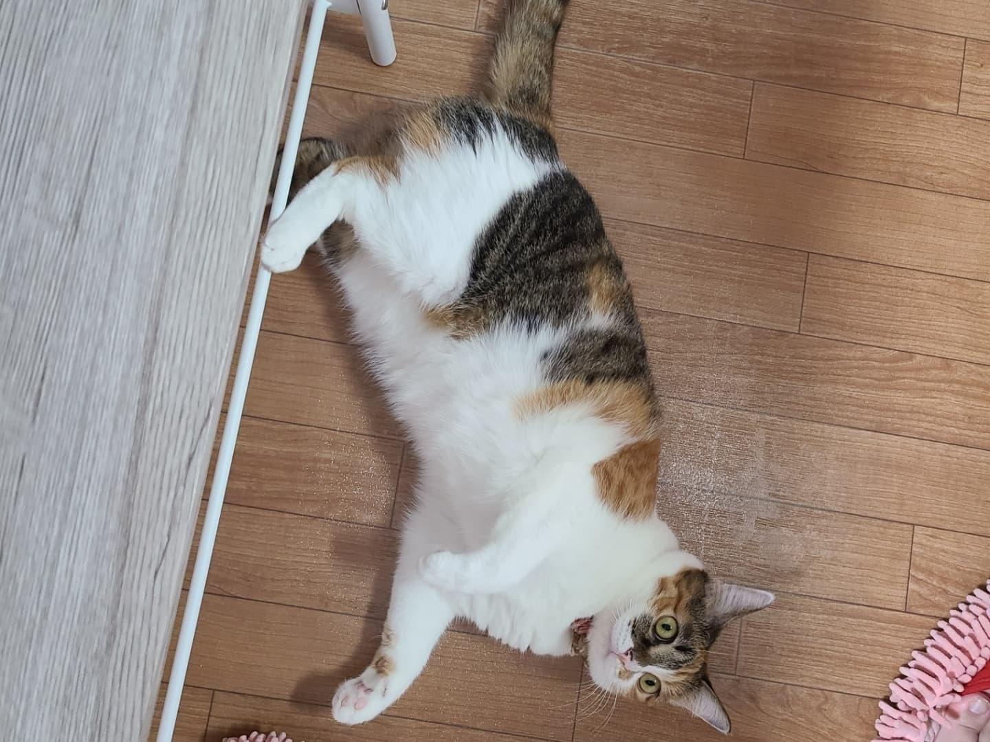 縞三毛とは 野良縞三毛 | nekoneko 三毛の猫とは