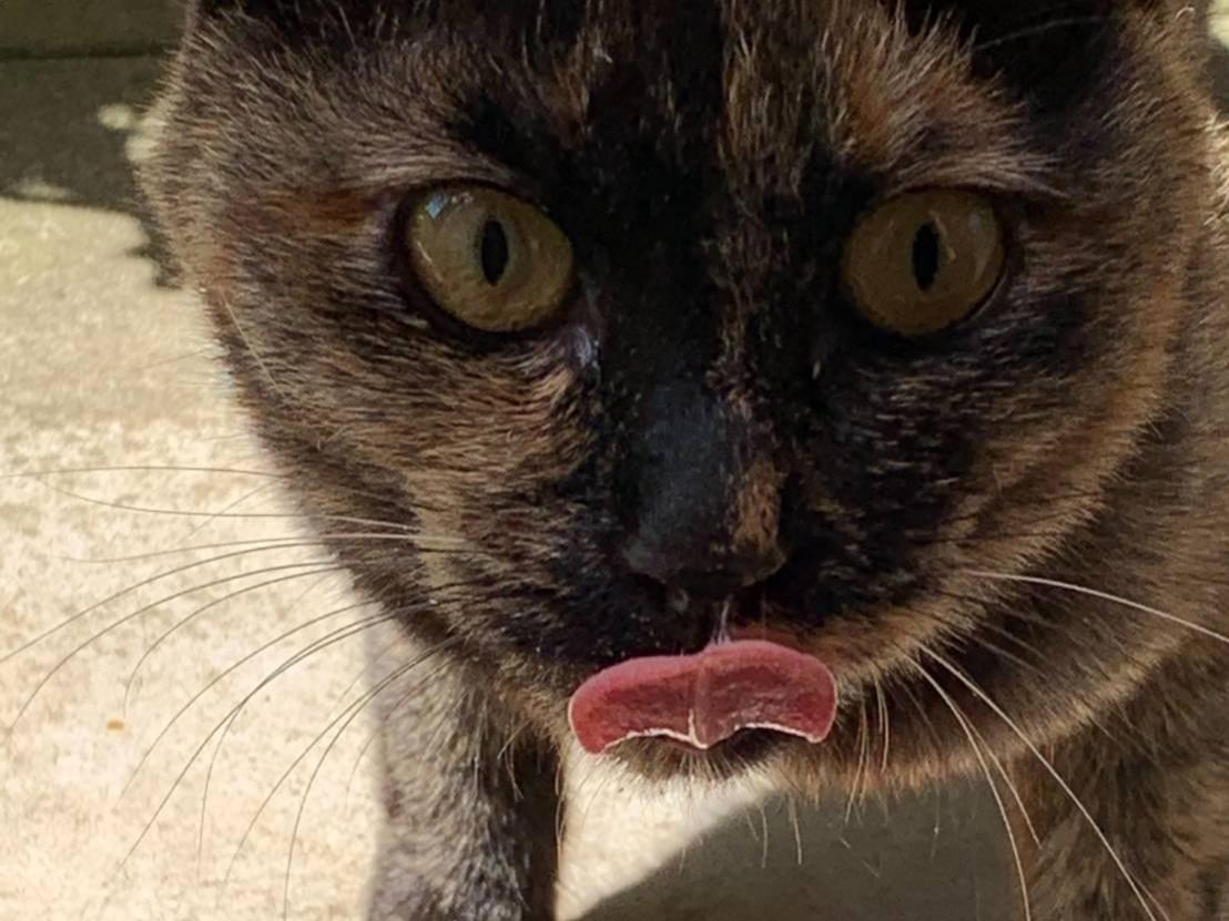 保護された猫 保護された猫