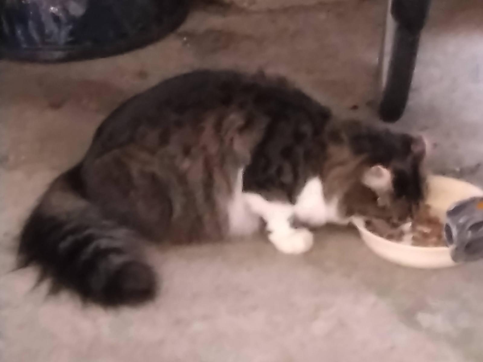 目撃された猫 目撃された猫