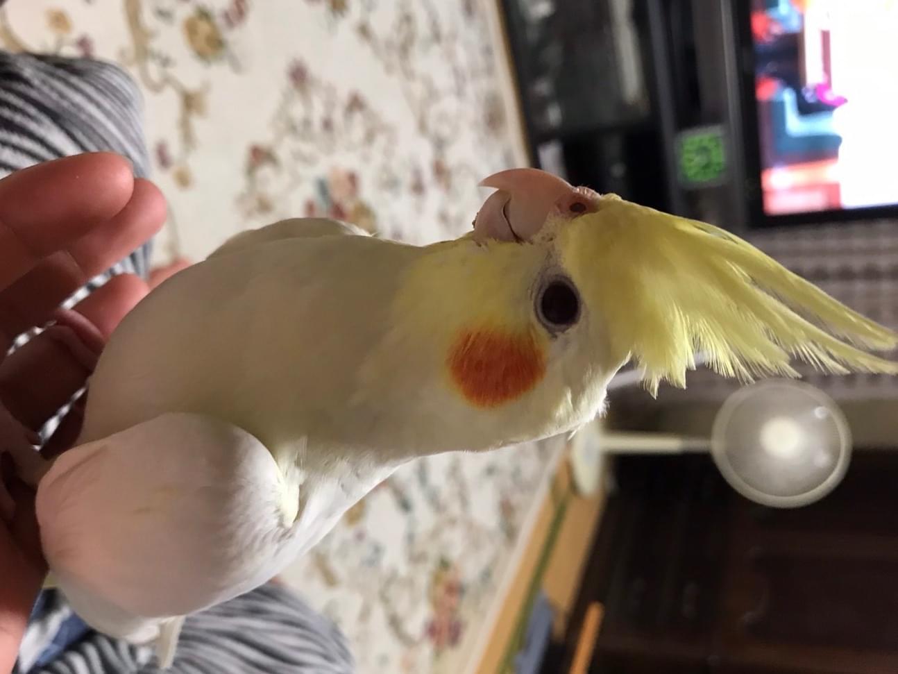 ももちゃん ももちゃん