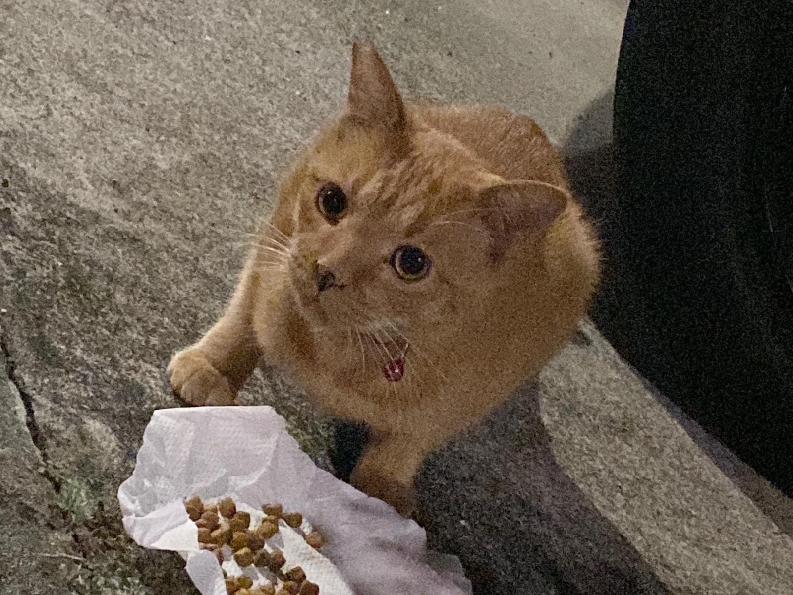 目撃された猫 目撃された猫
