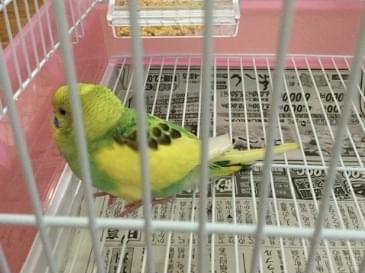 保護された鳥 保護された鳥