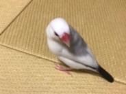 ぴこちゃん ぴこちゃん