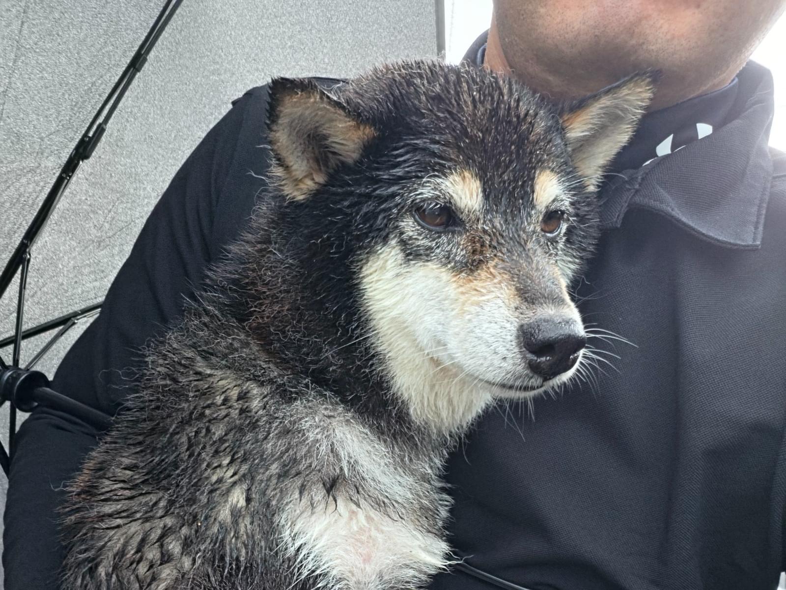 保護された犬