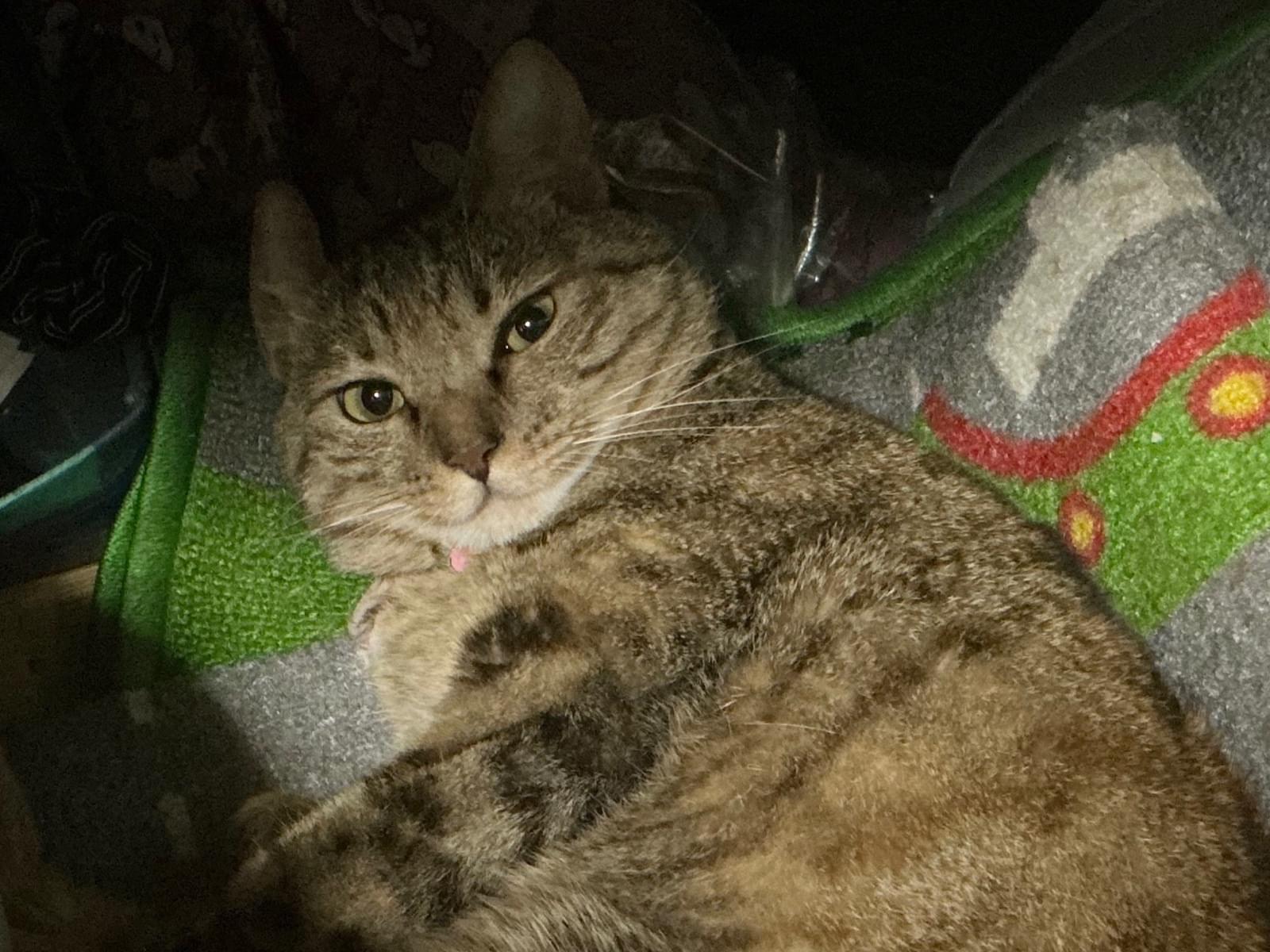 ねこちゃん ねこちゃん