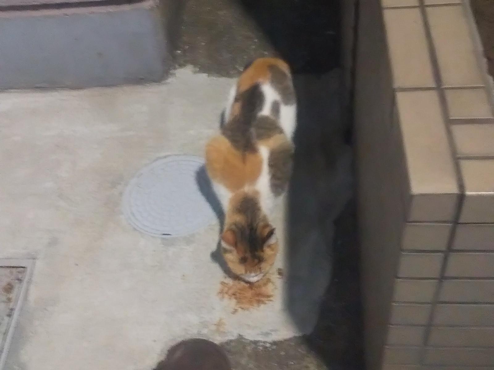 目撃された猫 目撃された猫