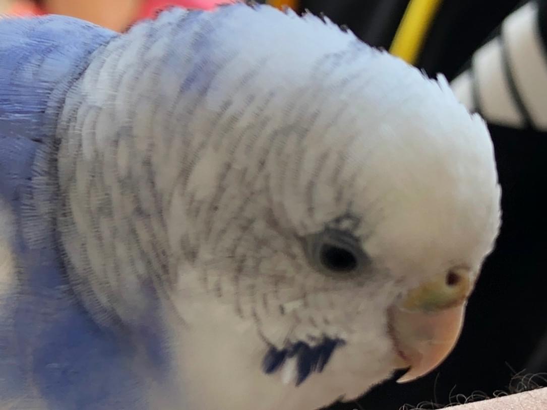 保護された鳥 保護された鳥