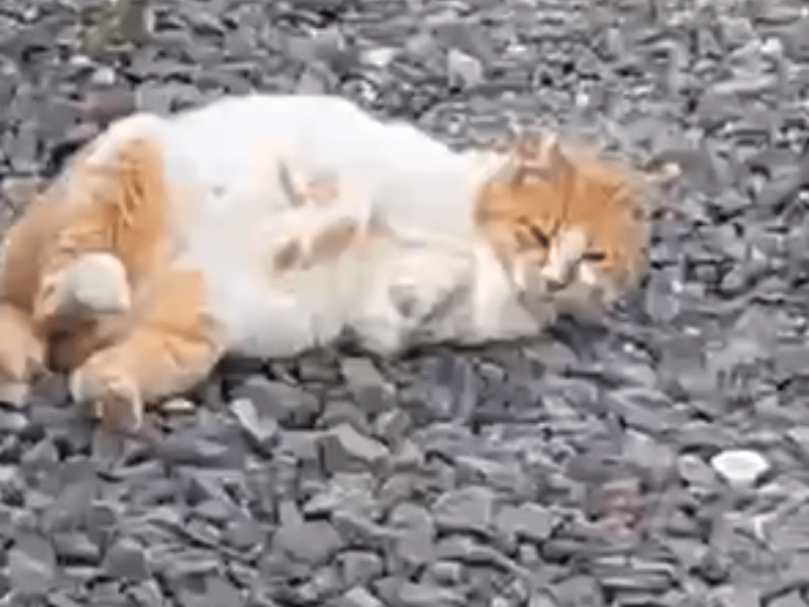 目撃された猫 目撃された猫