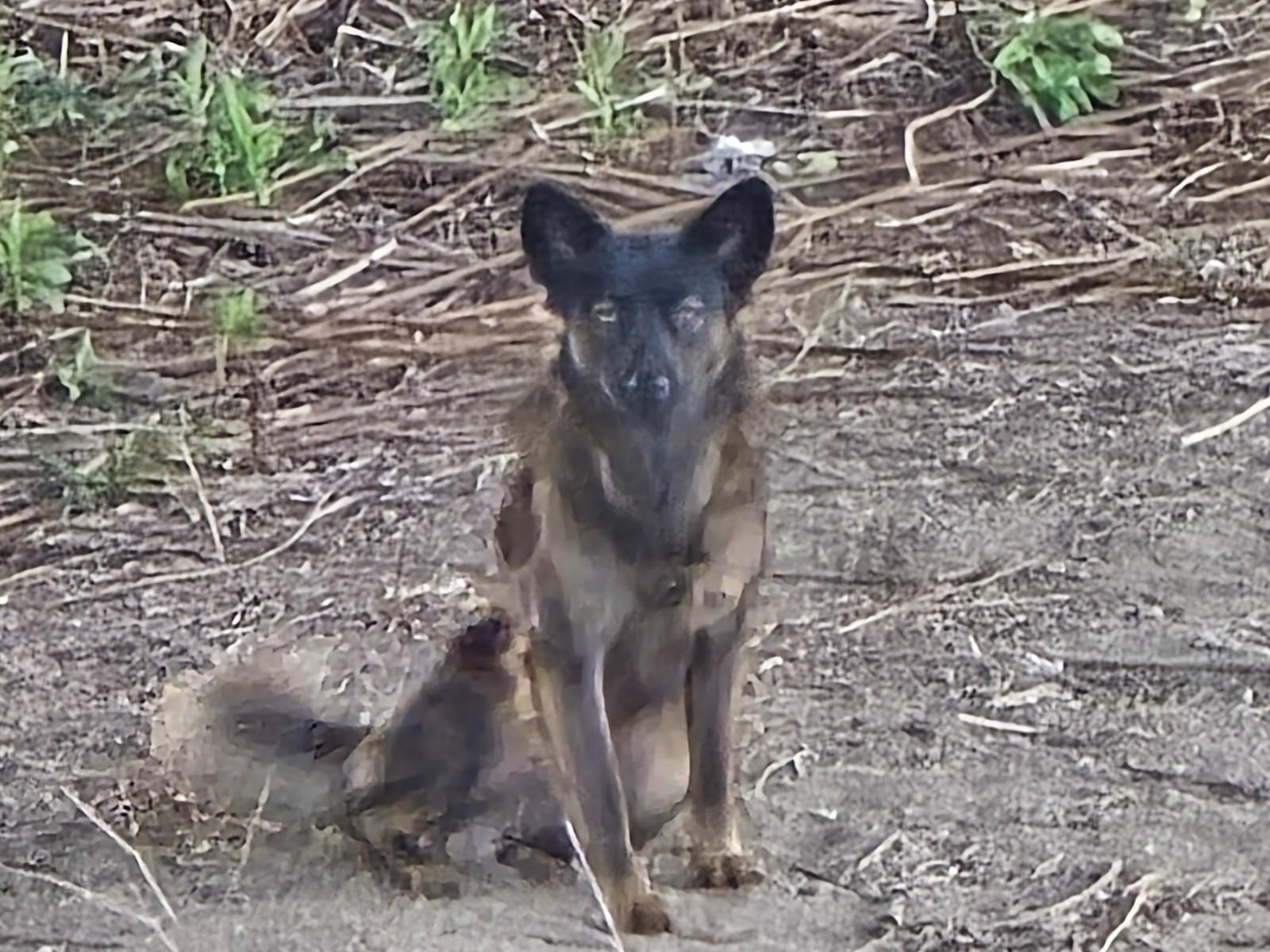 目撃された犬 目撃された犬
