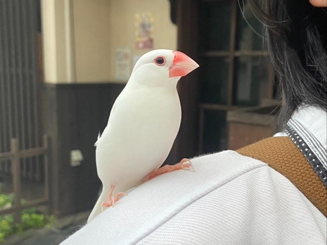 保護された鳥 保護された鳥