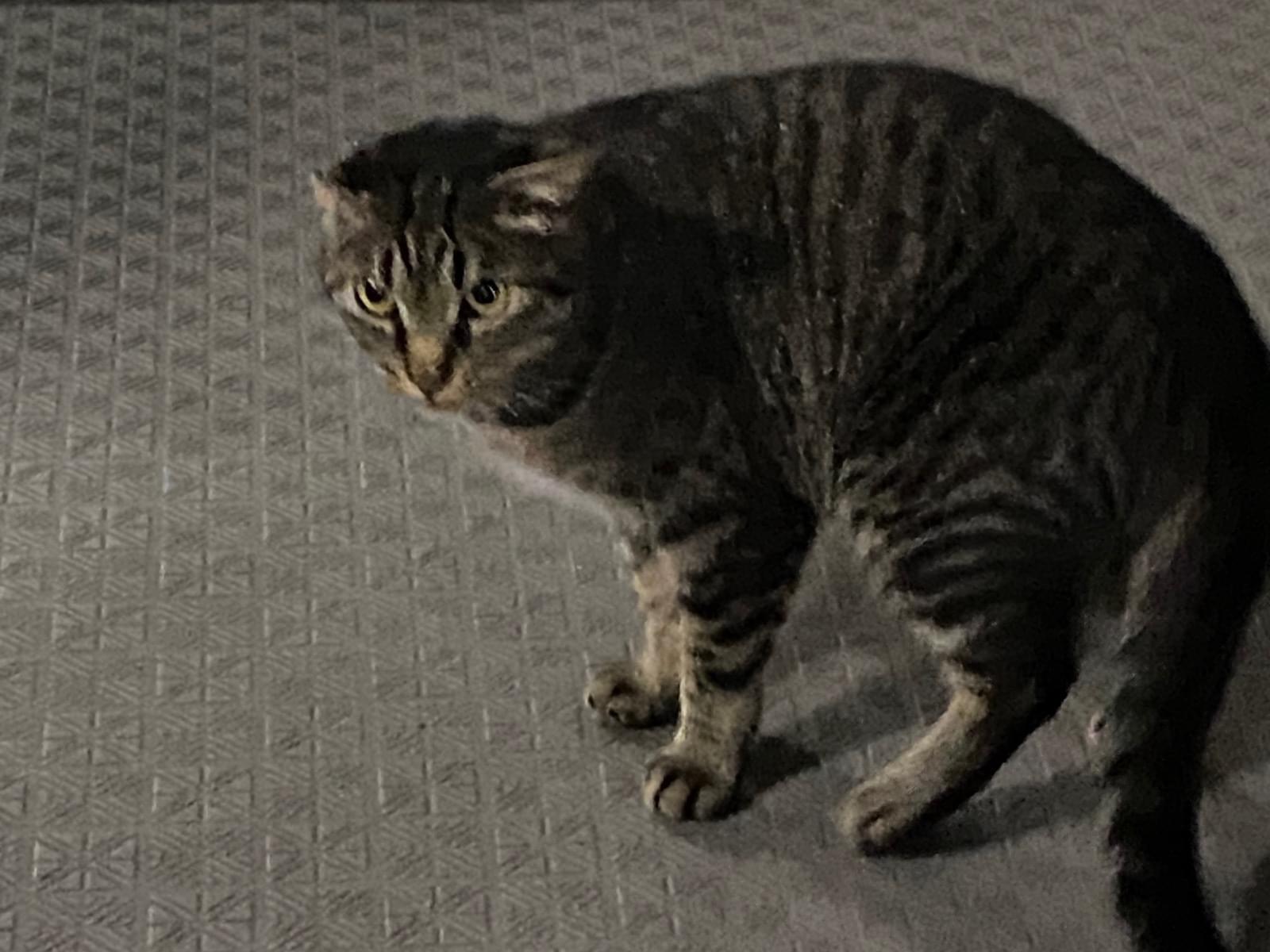 目撃された猫