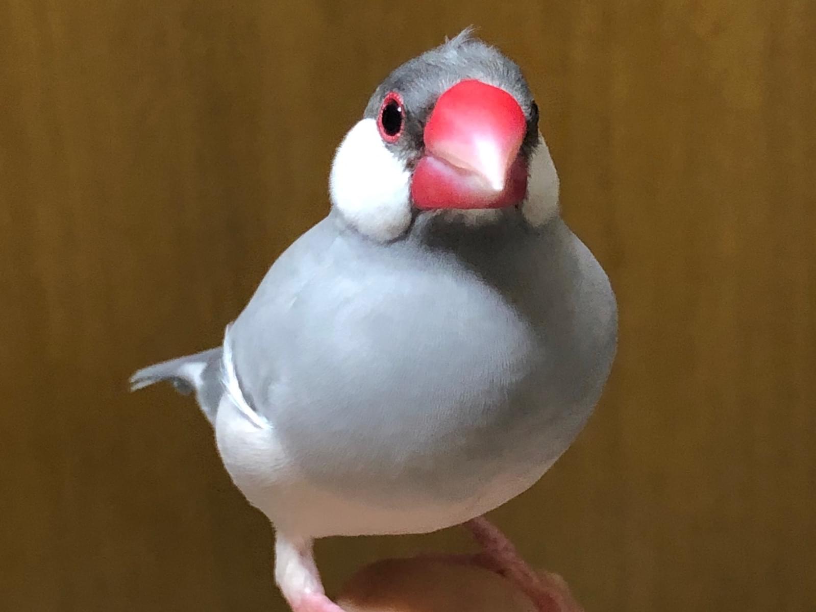 おもちちゃん おもちちゃん