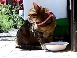 目撃された猫 目撃された猫