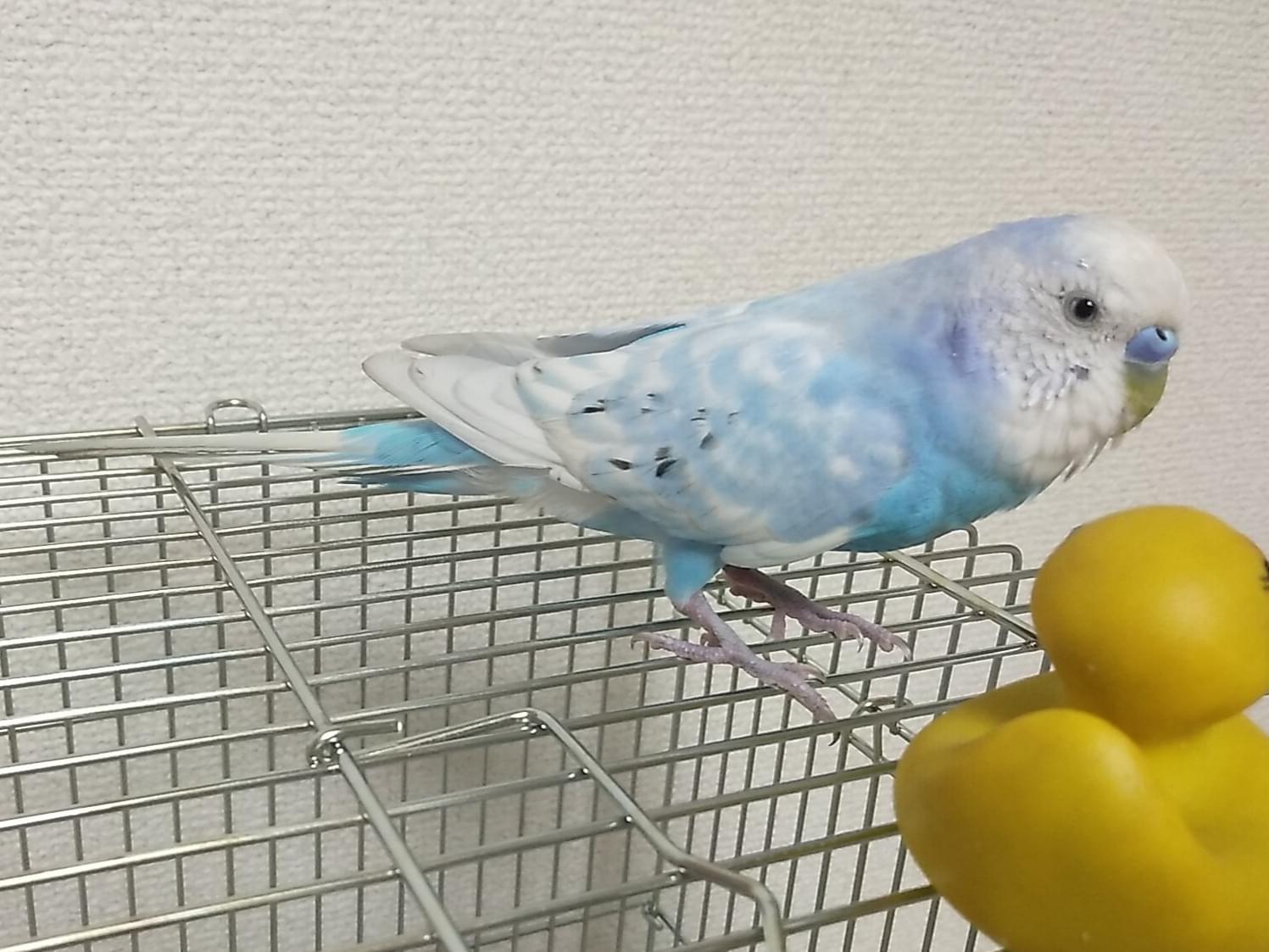 保護された鳥 保護された鳥