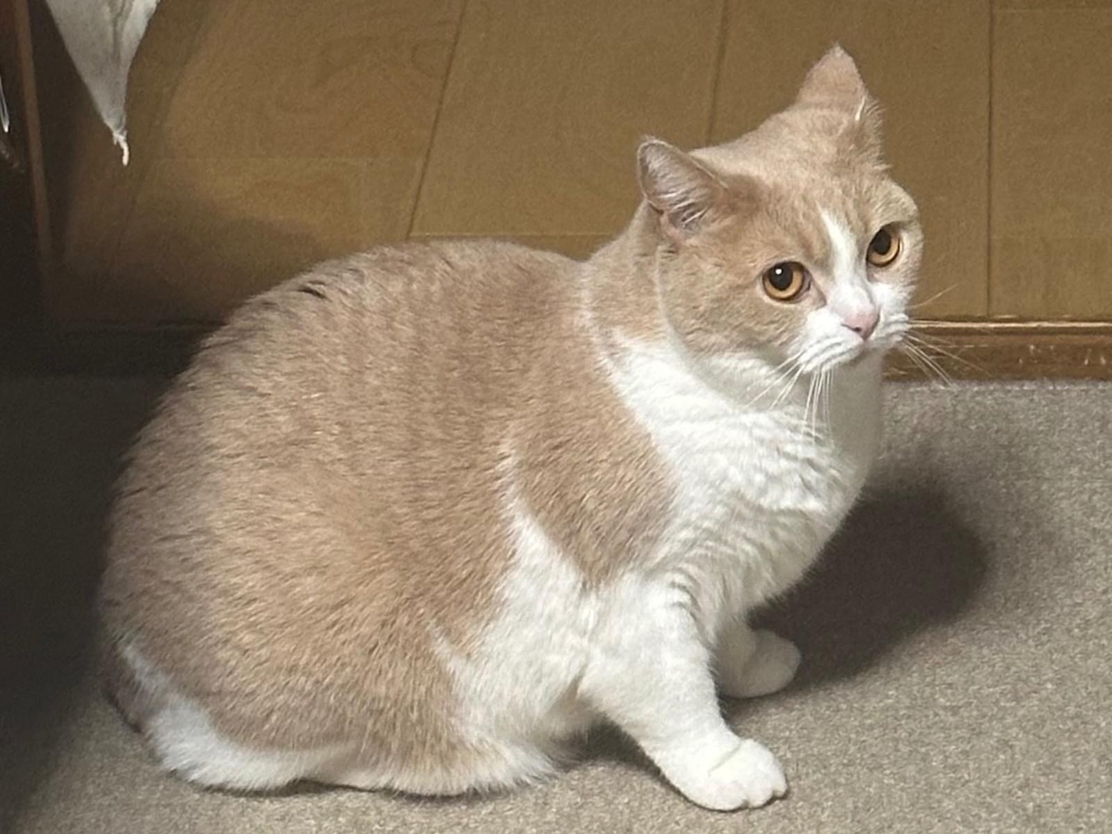 まろんちゃん