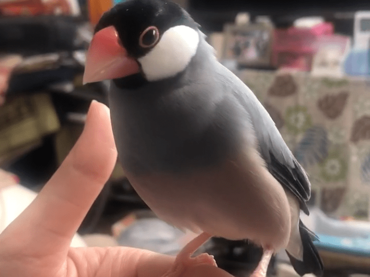 まめちゃん まめちゃん