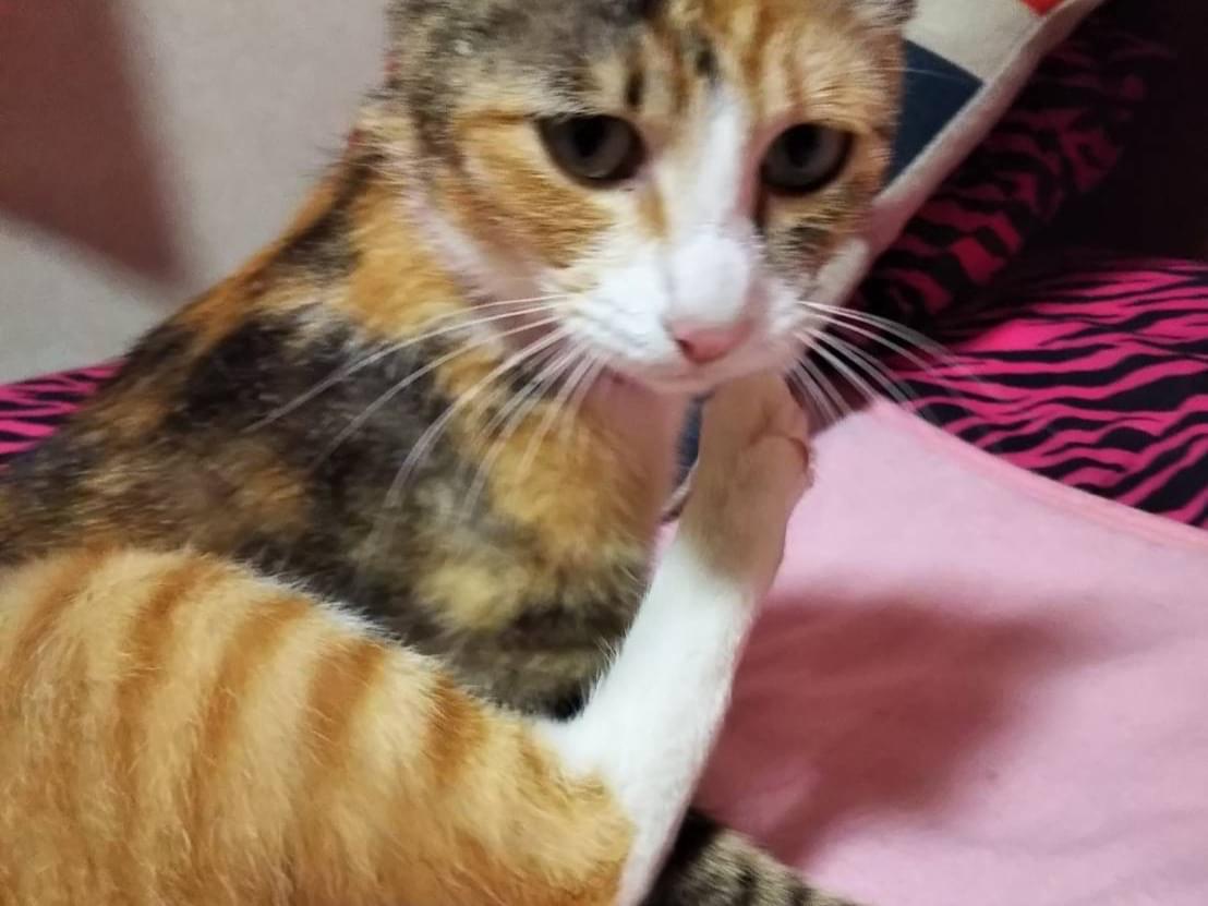 ミックスちゃん ミックスちゃん