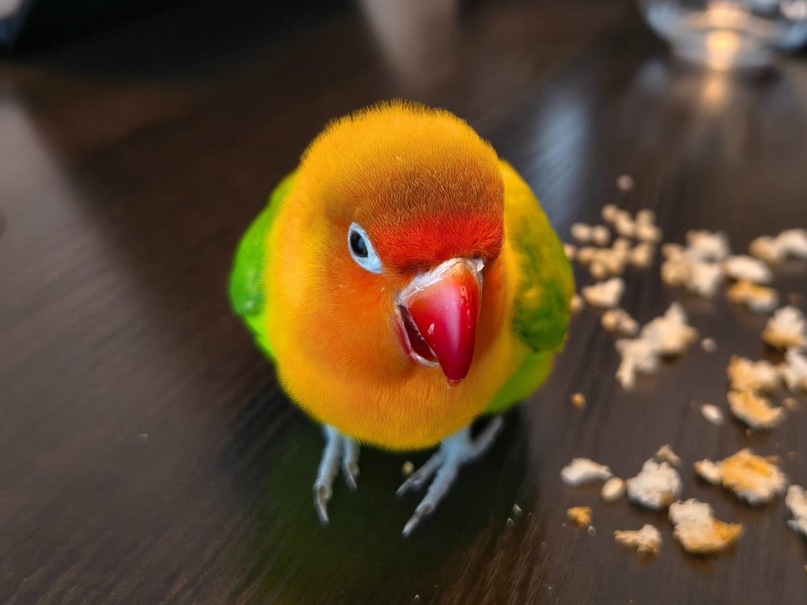 保護された鳥