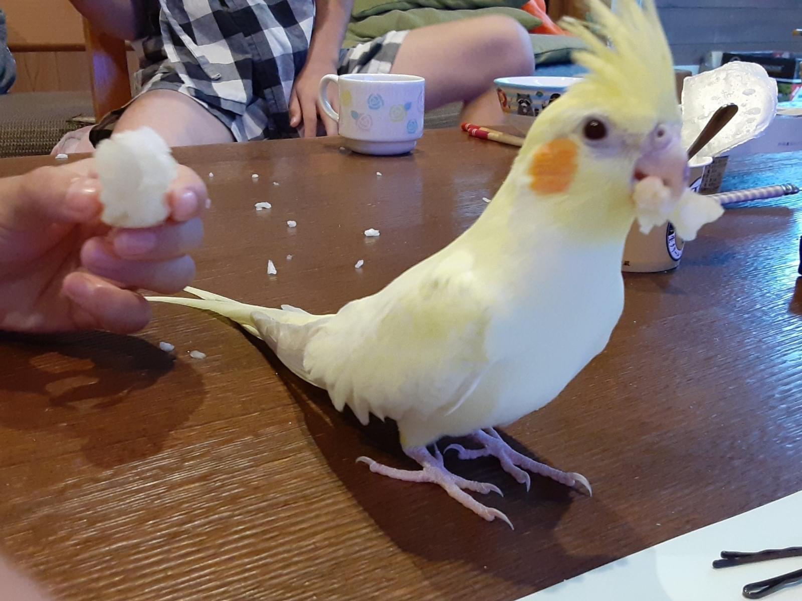ぴーちゃん ぴーちゃん
