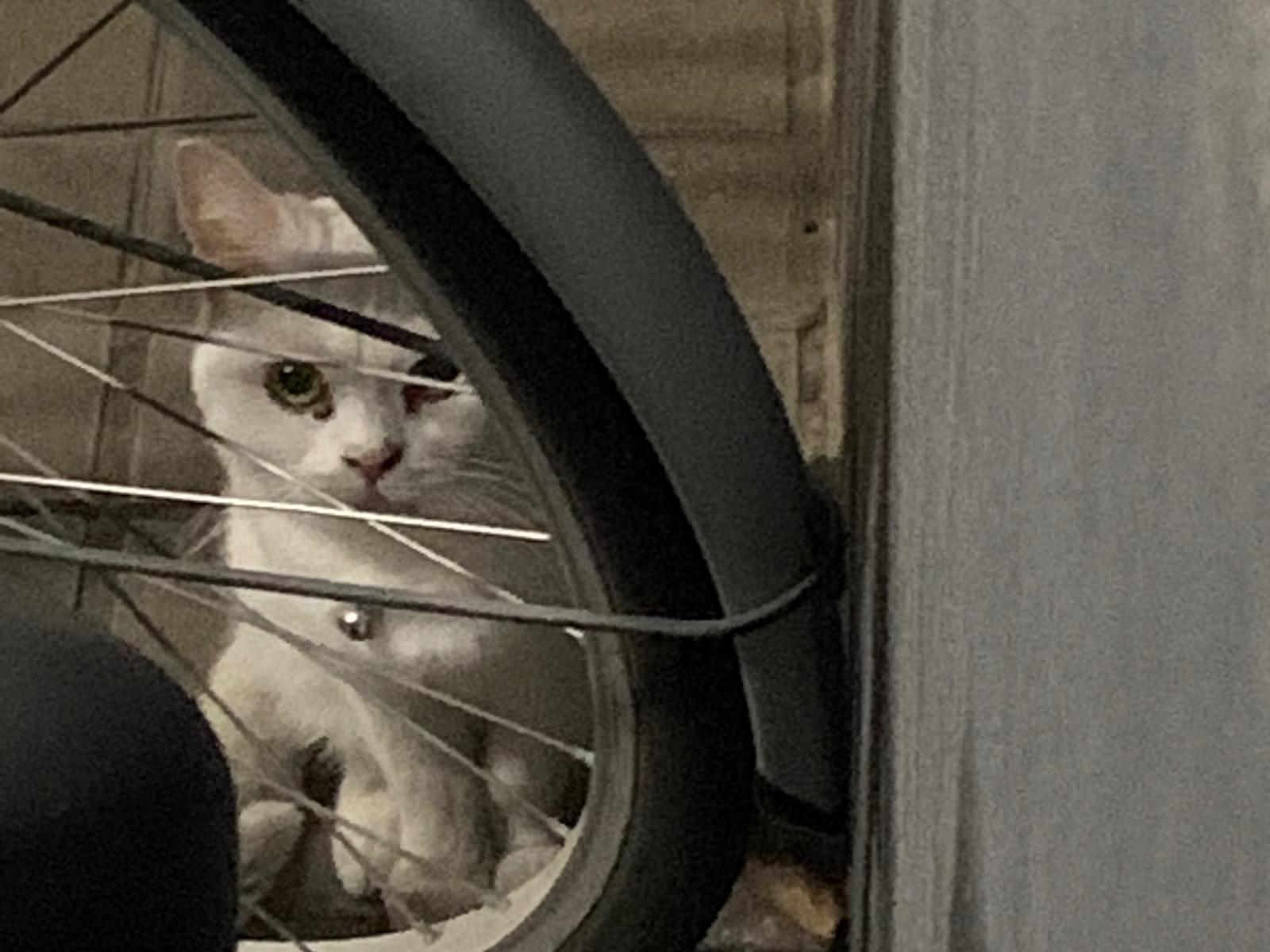 目撃された猫