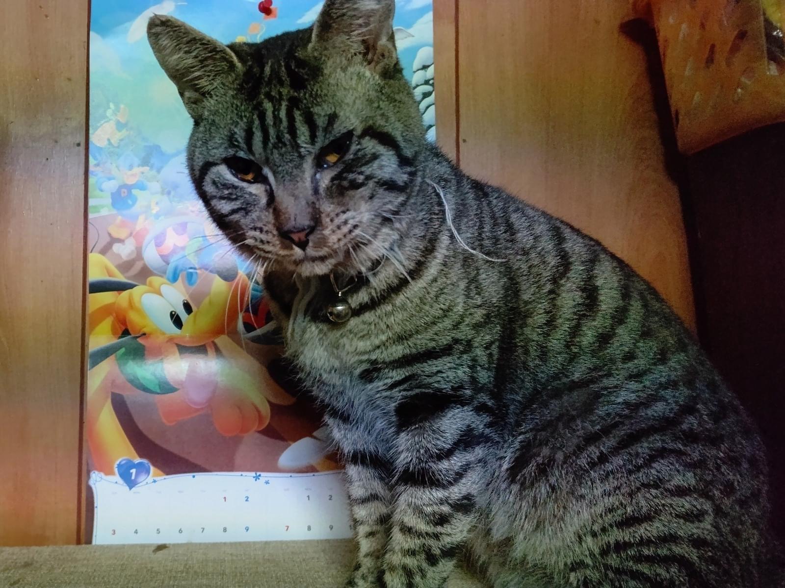 はやとちゃん はやとちゃん