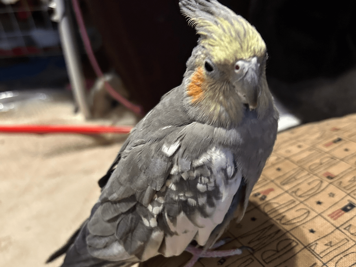 ぴーじーちゃん