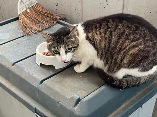目撃された猫 目撃された猫
