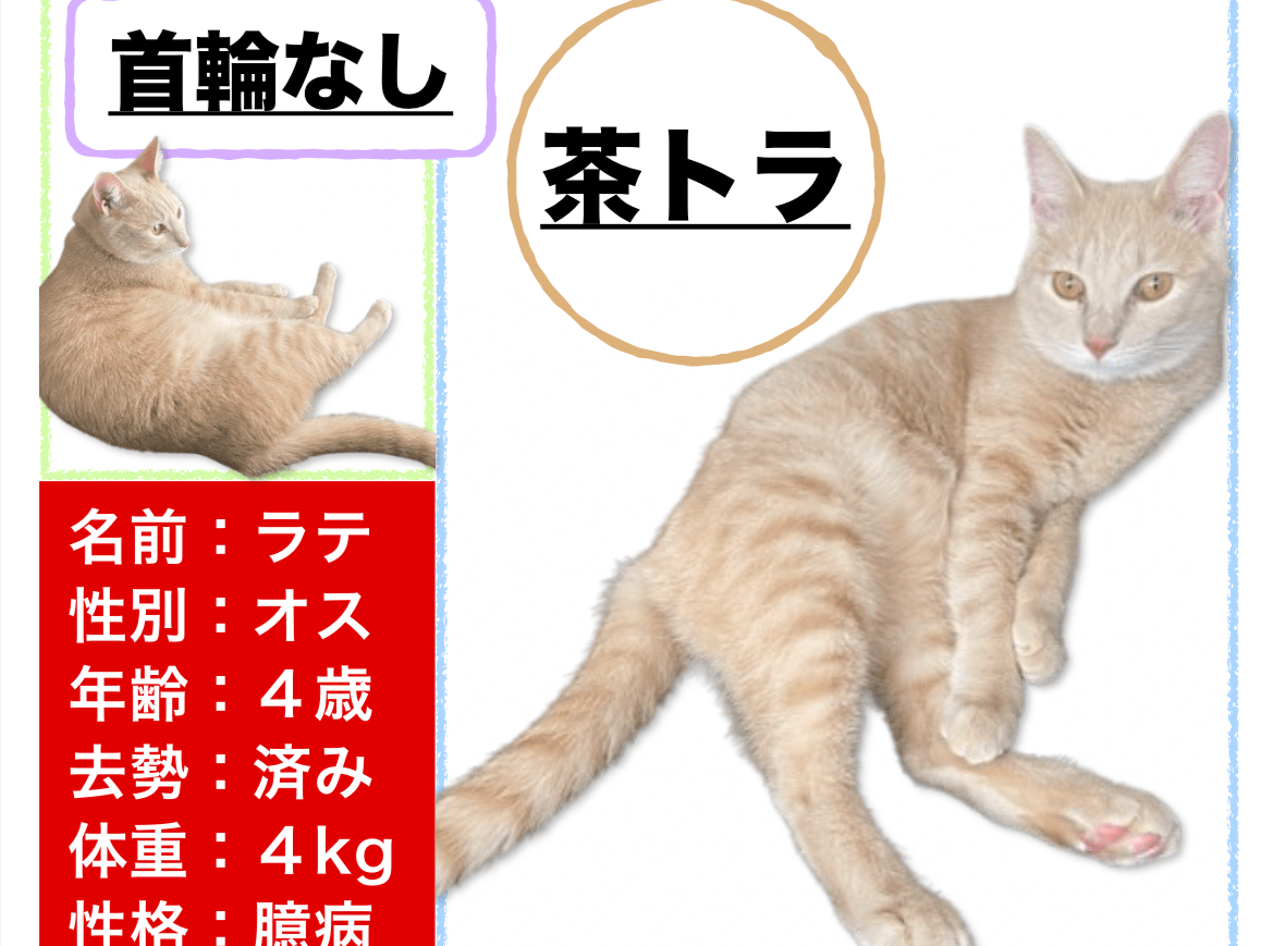 ラテちゃん ラテちゃん